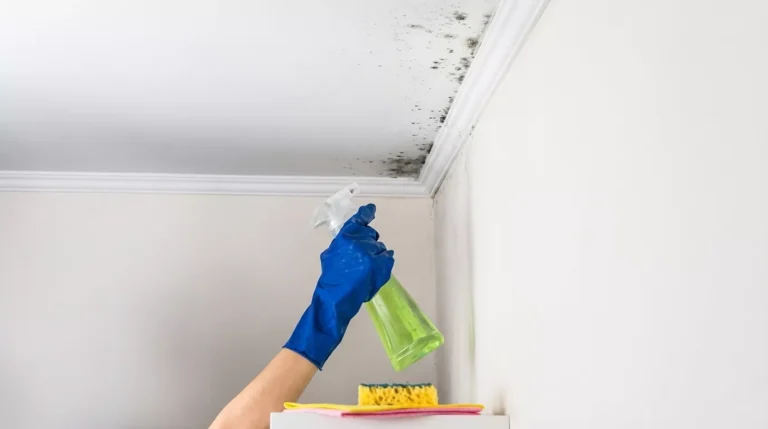 mould-like-substance-mildew-removal-69502bc455f7e-3fd.webp